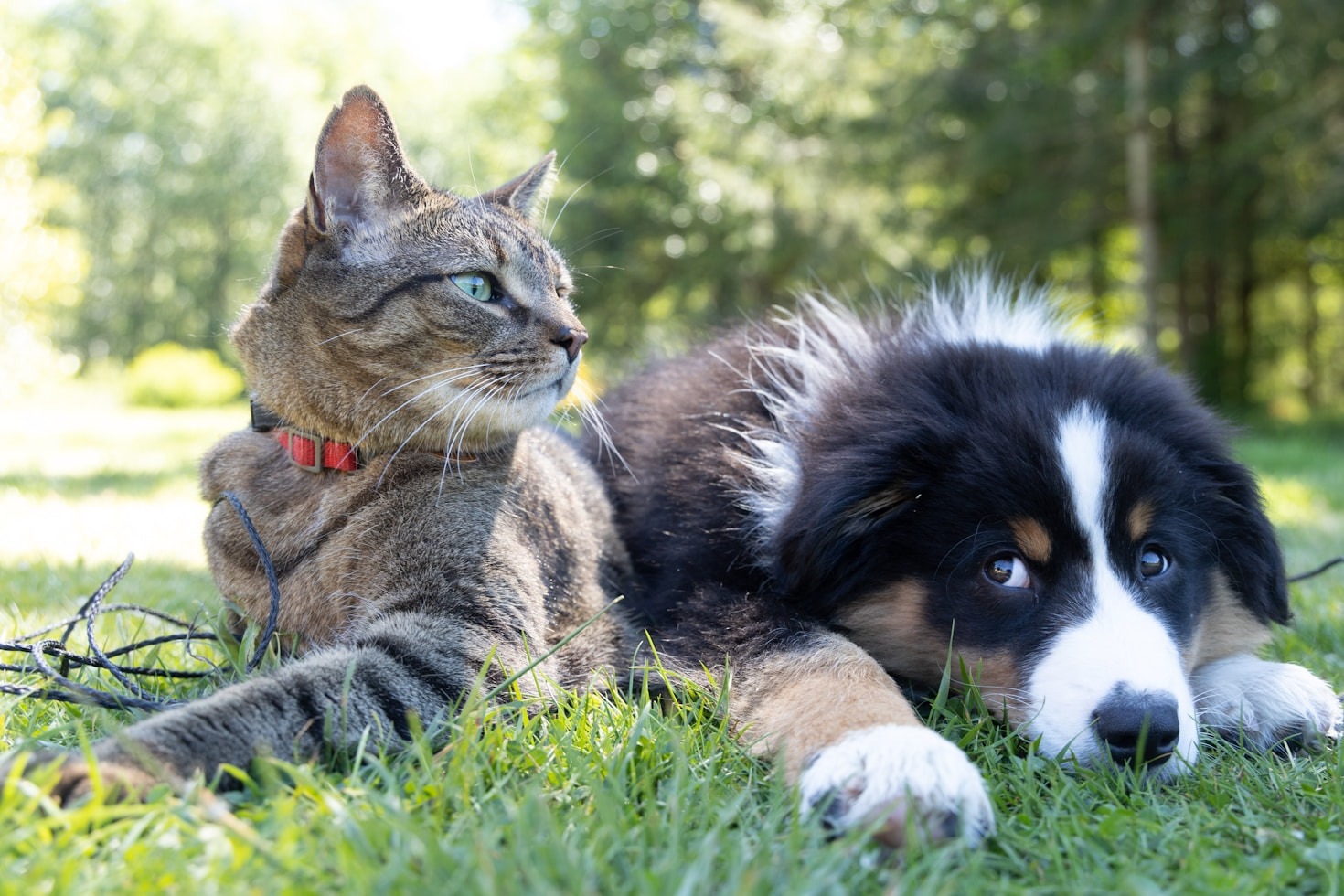 Los mejores suplementos naturales para perros activos