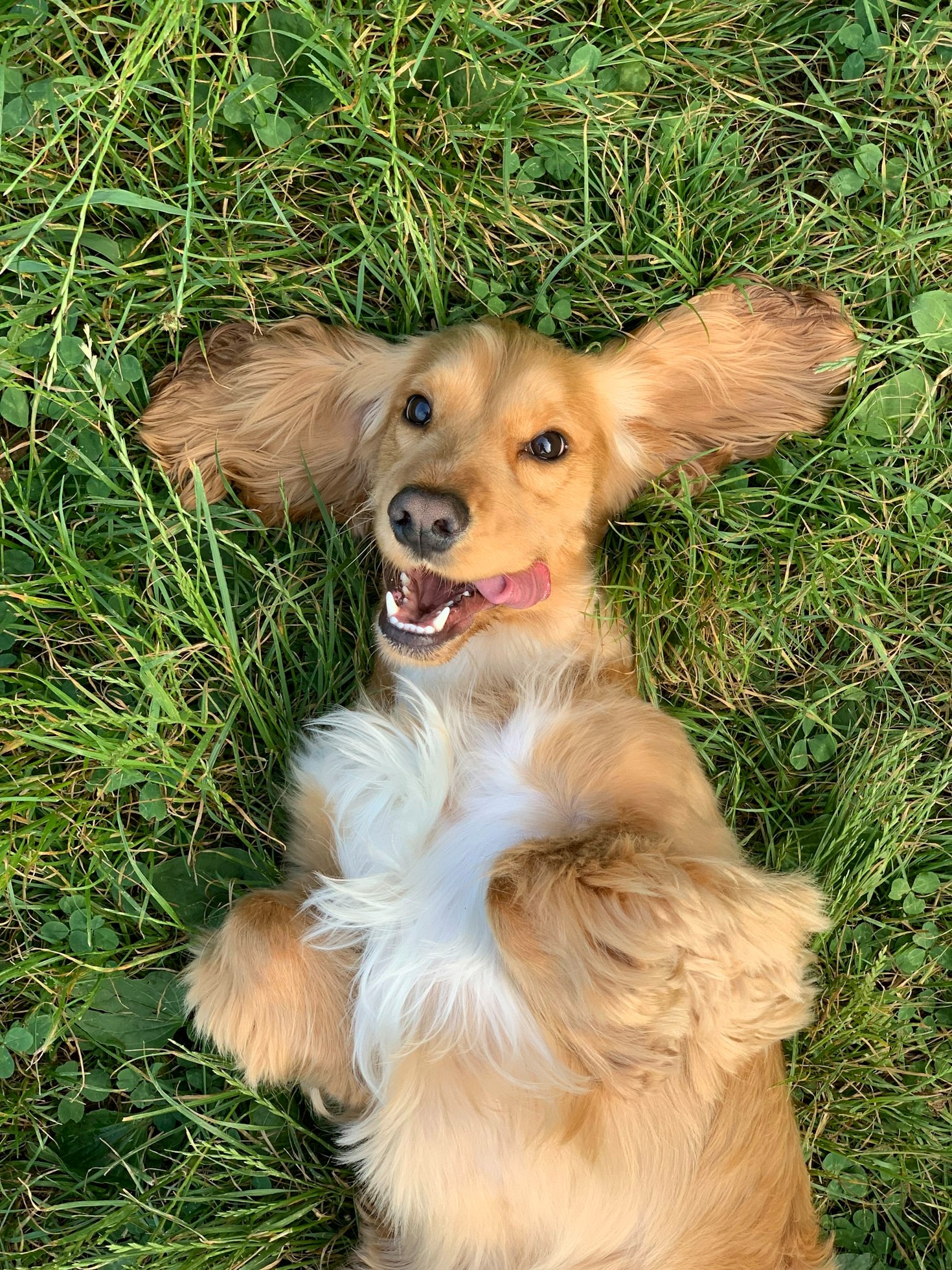 Guía completa sobre alimentación natural para mascotas